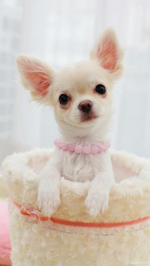 APPѹرգҪûһ˵Ļᡱ